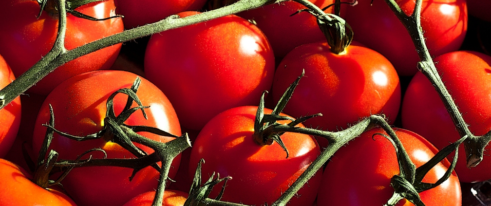 Close up of tomatoes on a vine.