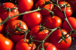 Close up of tomatoes on a vine.