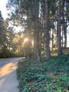 Walking trail in the dorm area