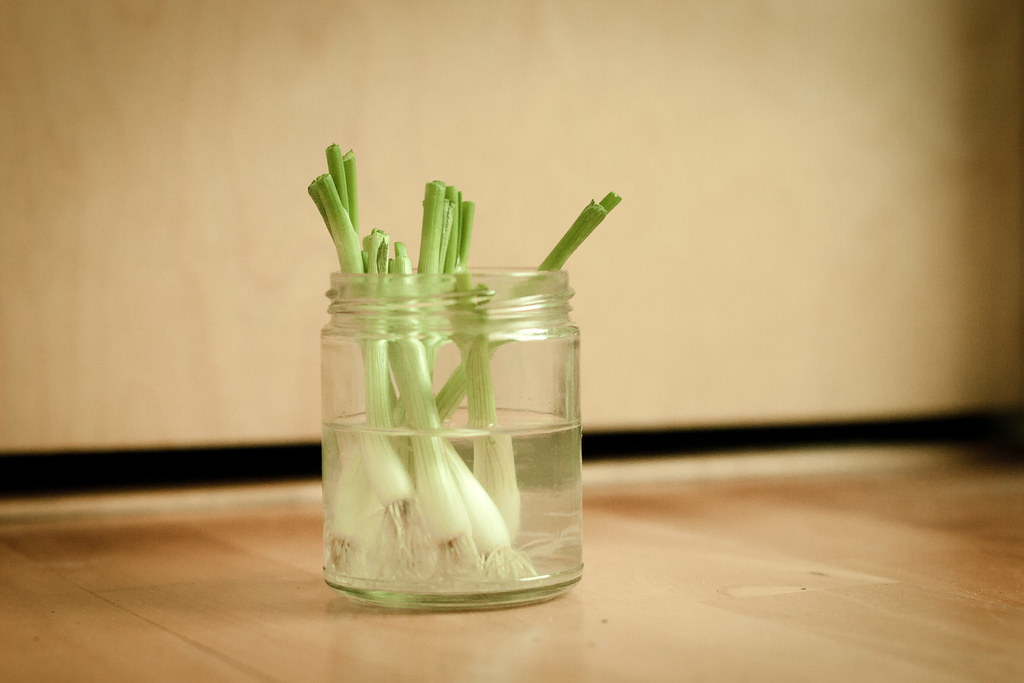 Green onions growing in a water jar