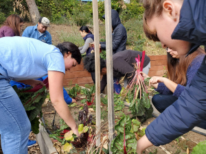 students gardening at the Semel HCI community garden