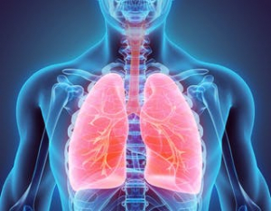 lungs