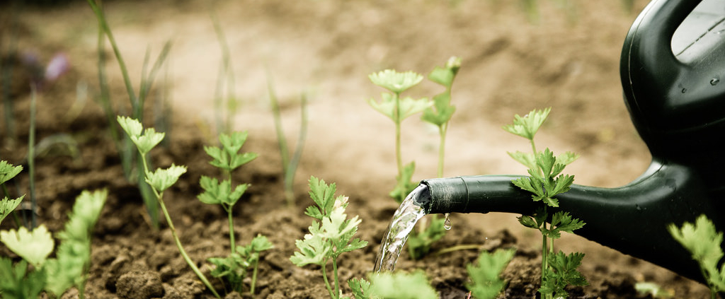 someone watering a garden