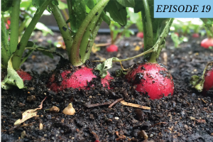 Episode 19 featured image: Radishes growing in the soil