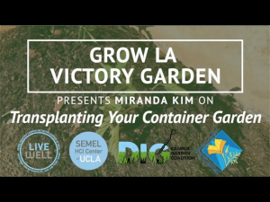 Grow LA Victory Garden Presents Miranda Kim thumbnail