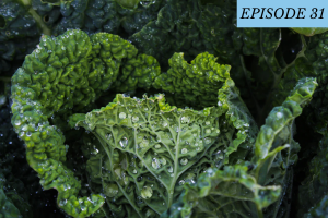 Episode 31 featured image: a close up a vegetable with droplets of water on it