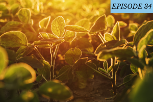 Episode 34 featured image: a field of plants growing in the sunlight