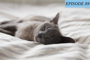 Episode 39 featured image: a gray cat sleeps in the sheets
