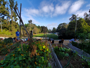 A photo from a community garden with volunteers tending to it.