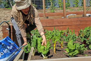 A woman tends to her lettuce plants in the community garden.