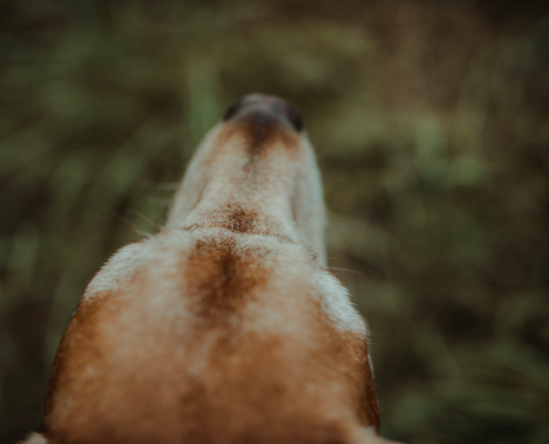 A close-up of a dog looking from the head down.