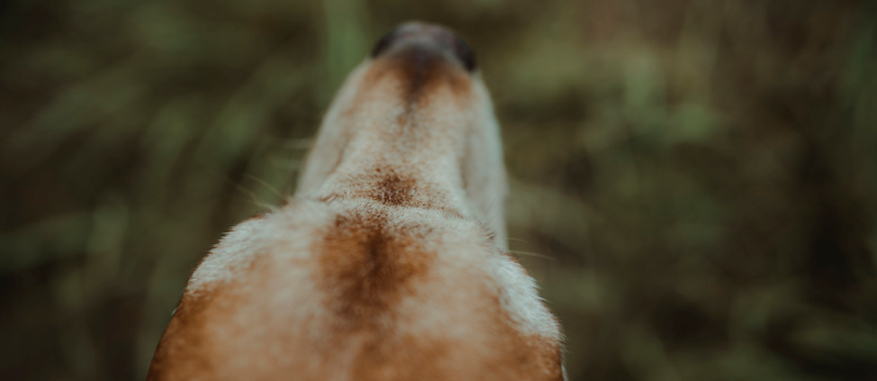 A close-up of a dog looking from the head down.
