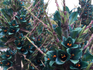A close up of a plant in the botanical garden.