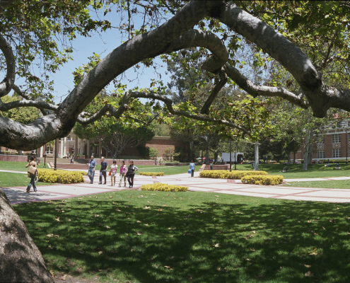 A view of the UCLA sunken garden.
