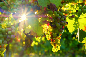 Clusters of grapes hang from a vine.