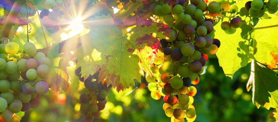 Clusters of grapes hang from a vine.