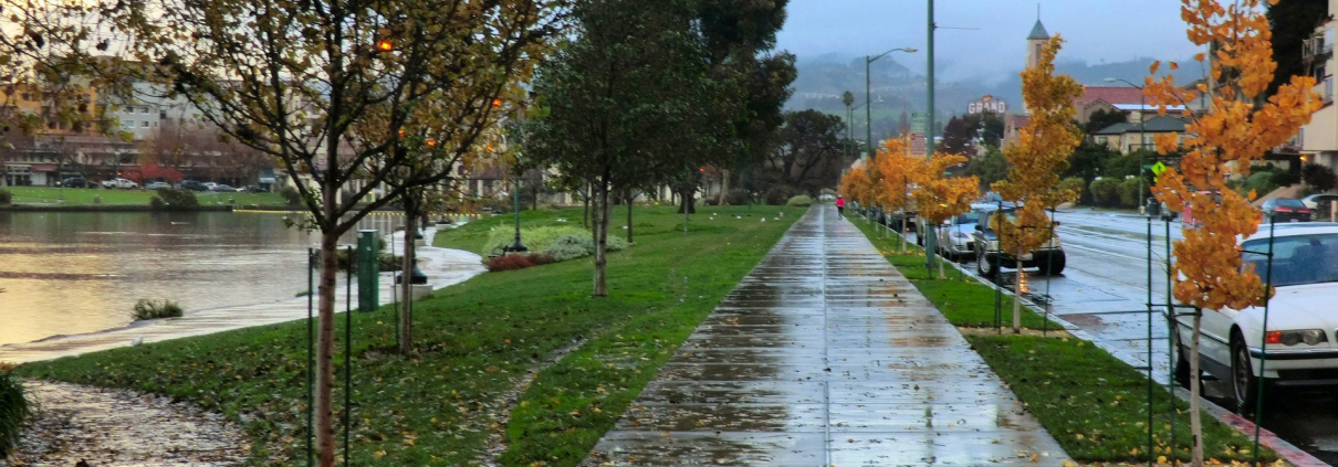 A photo of a tree that is wet from the rain.