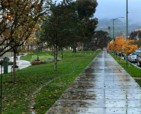 A photo of a tree that is wet from the rain.