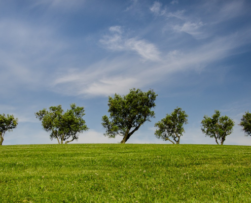 trees in a field