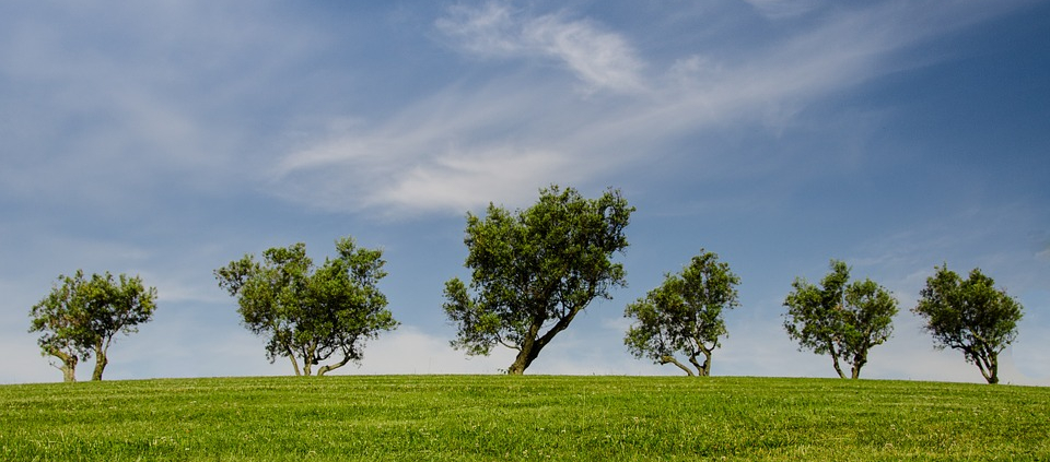 trees in a field
